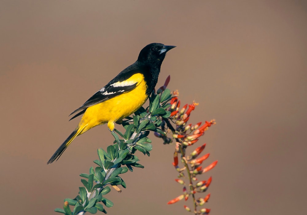 Scott’s Oriole on top of a flower tree