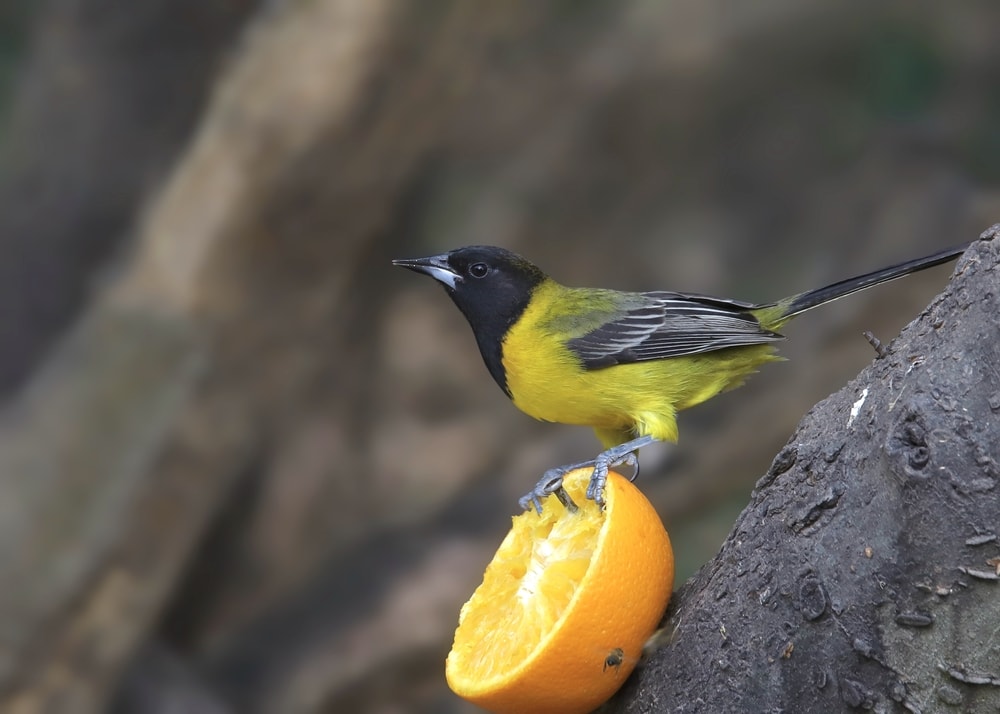 Audubon’s Oriole standing on an open orange