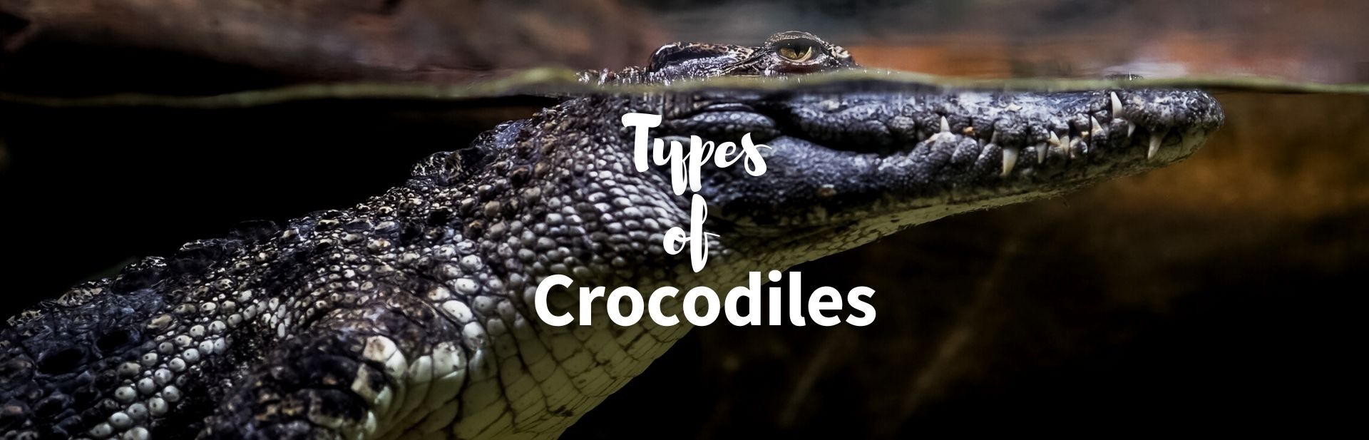 types of crocodiles featured photo