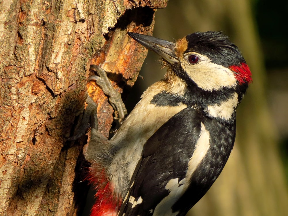 Close up photo of woodpecker pecking its wood