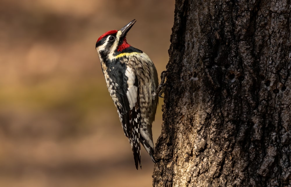 Yellow-Bellied Sapsucker Woodpeckers (Spyraphicus varius) holding on a tree