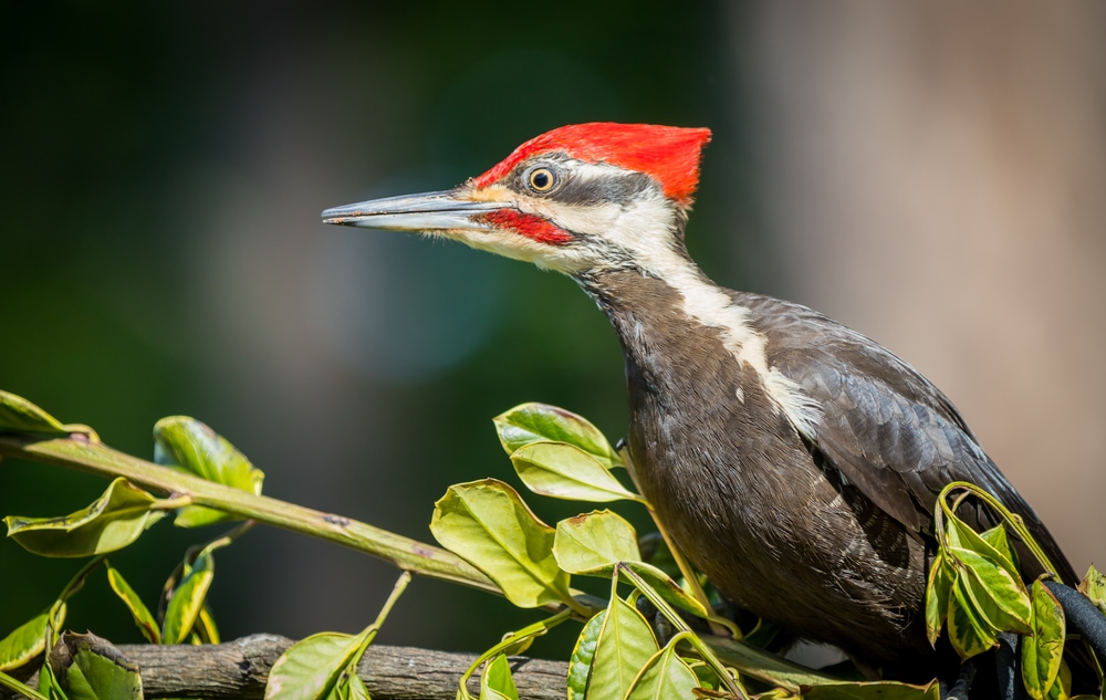 Close up photo of Pileated Woodpeckers (Dryocopus pileatus)