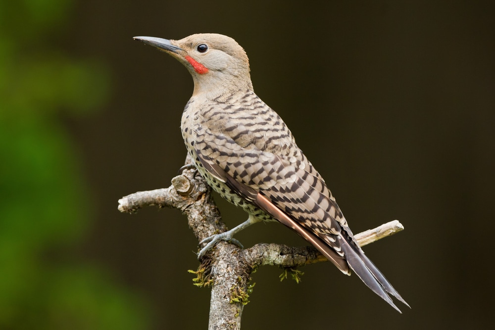 Northern Flicker Woodpeckers (Colaptes Auratus) standing beautifully on a stick