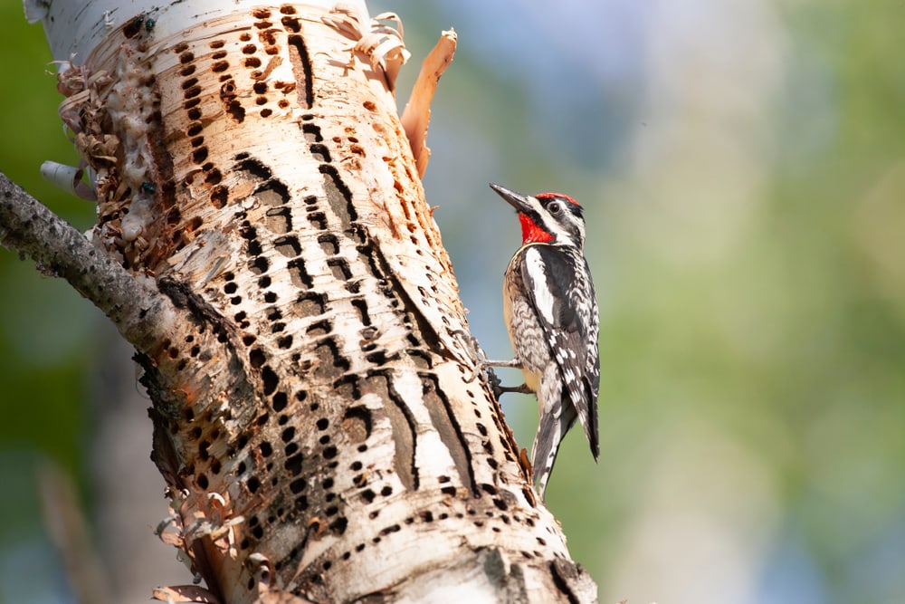 Yellow-Bellied Sapsucker sticking on side of a wall