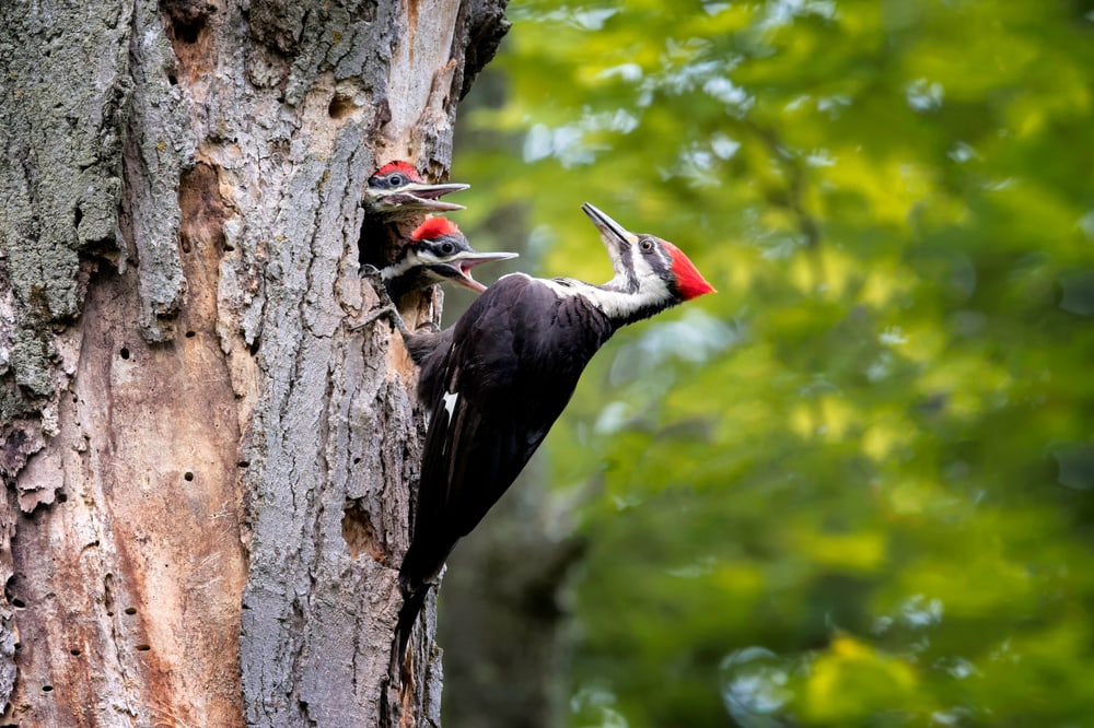 Pileated Woodpecker taking care of its babies