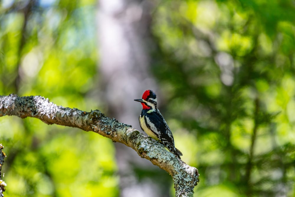 Yellow-Bellied Sapsucker in the middle of the forest
