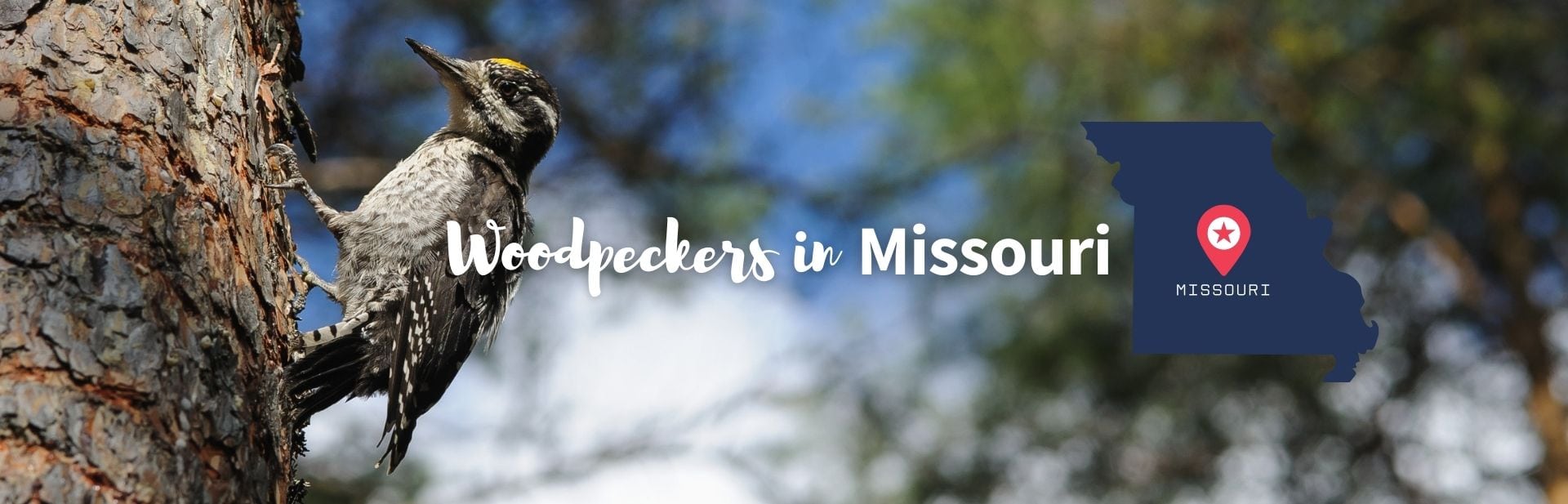 Woodpeckers in Missouri featured image
