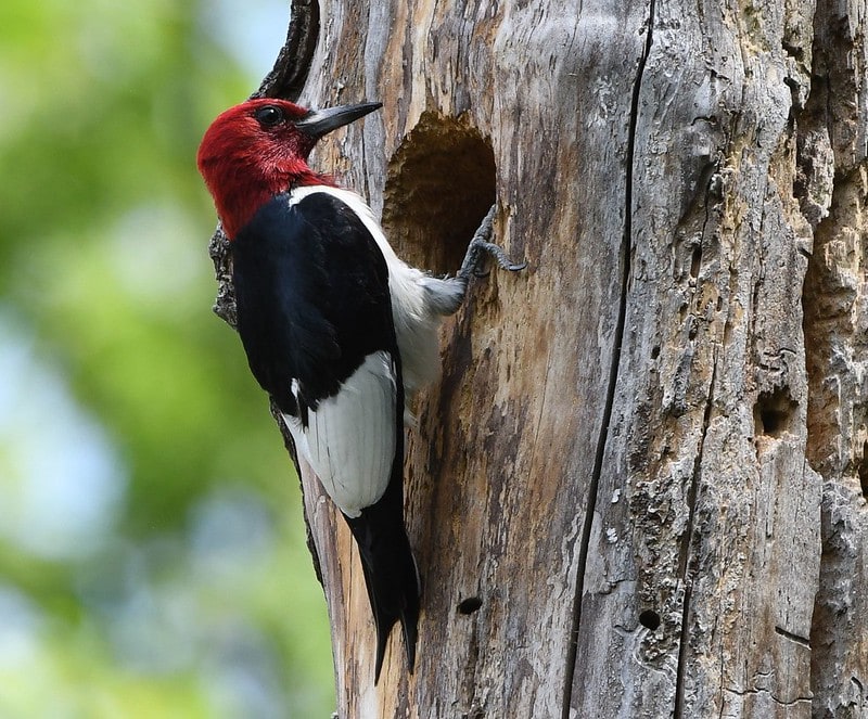 Red-headed Woodpecker making a whole on a tree