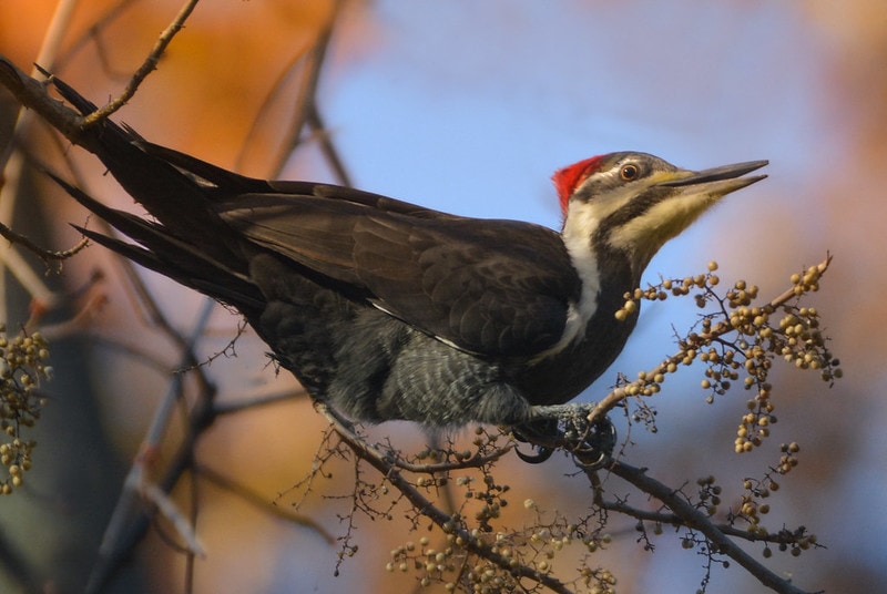 Woodpecker standing on poison berry