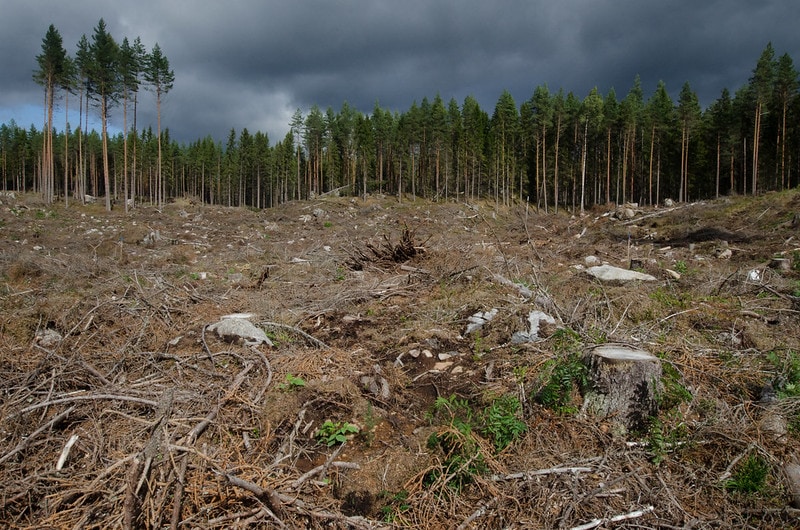 Trees being cut down in the middle of a forest