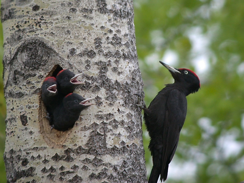Woodpecker sticking on a tree with its kids on a nest