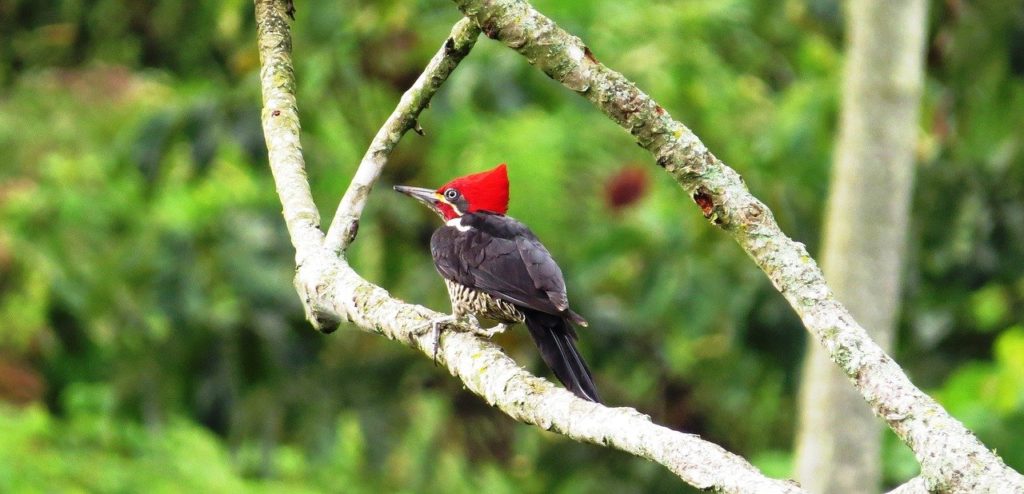 Ivory-billed Woodpecker standing on a bark of a small tree