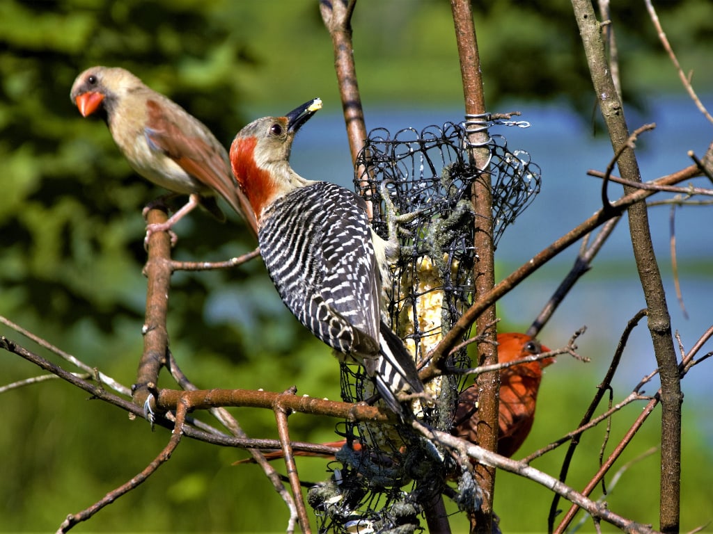 Two woodpecker collecting peck of woods