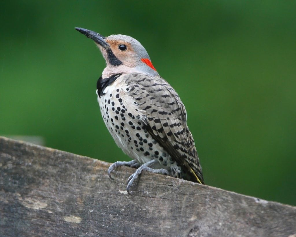 Northern Flicker standing on wooden fence
