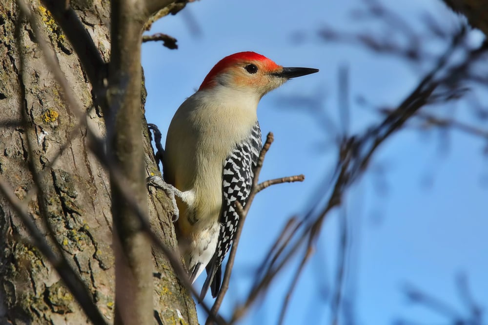 Red-Bellied Woodpecker (Melanerpes carolinus) in Pennsylvania