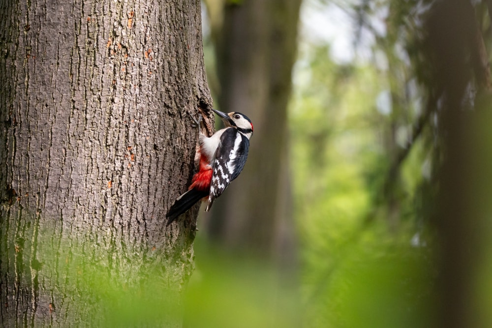 Woodpecker spotted pecking a tree