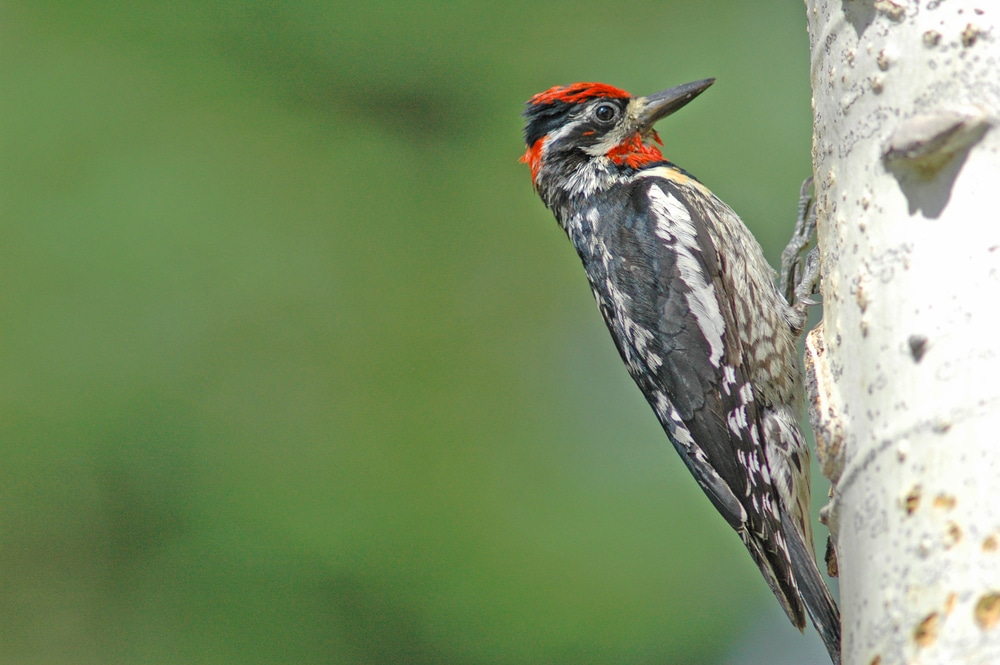 Yellow-Bellied Sapsucker (Sphyrapicus varius) in Pennsylvania