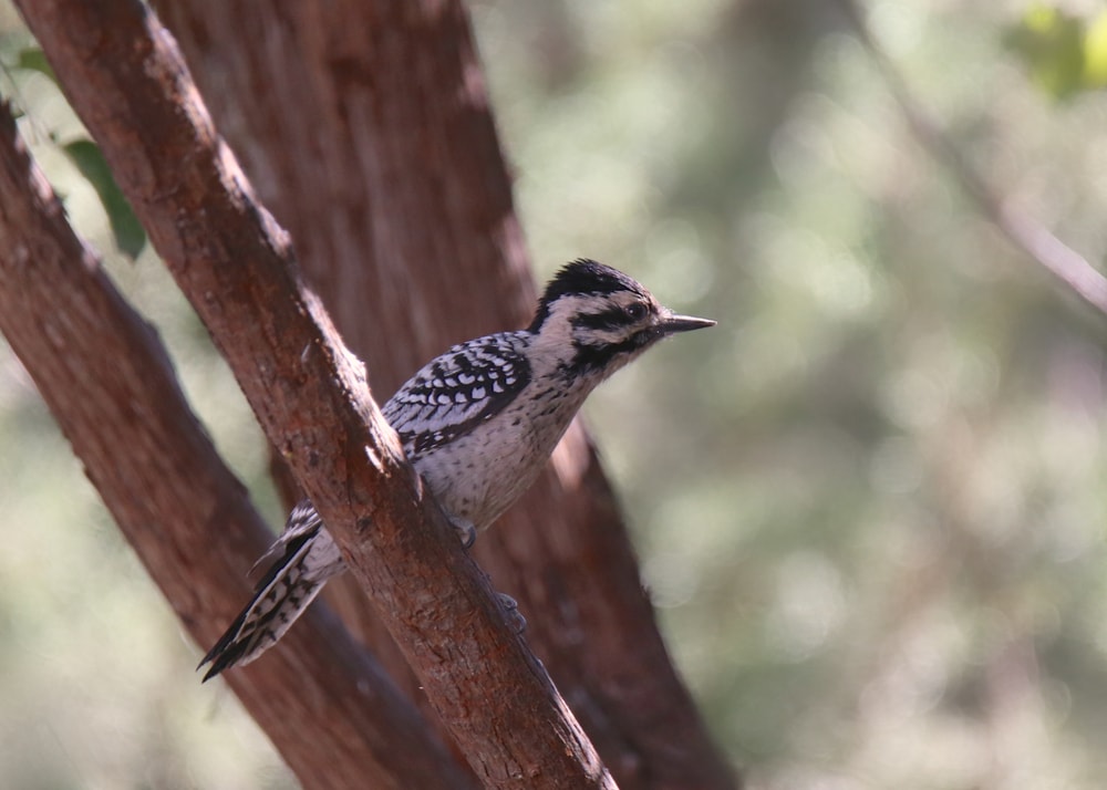 Ladder-Backed Woodpecker in Arizona standing on a tree
