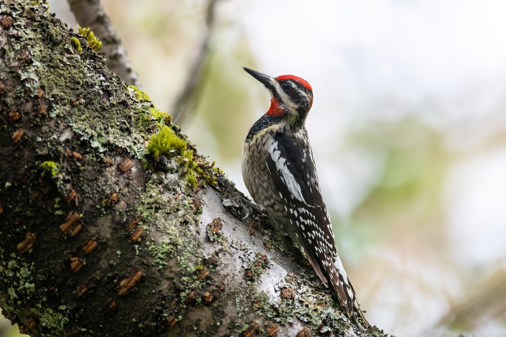Red-Naped Sapsucker in Arizona looking up on the trees