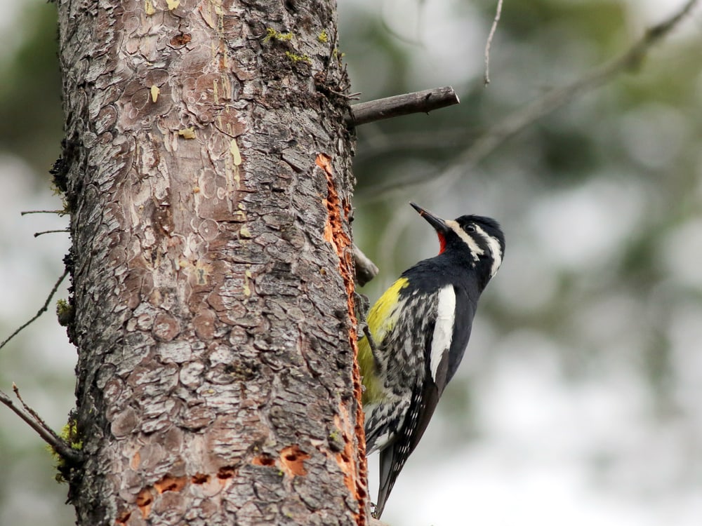 Williamson’s Sapsucker in Arizona holding on a tree