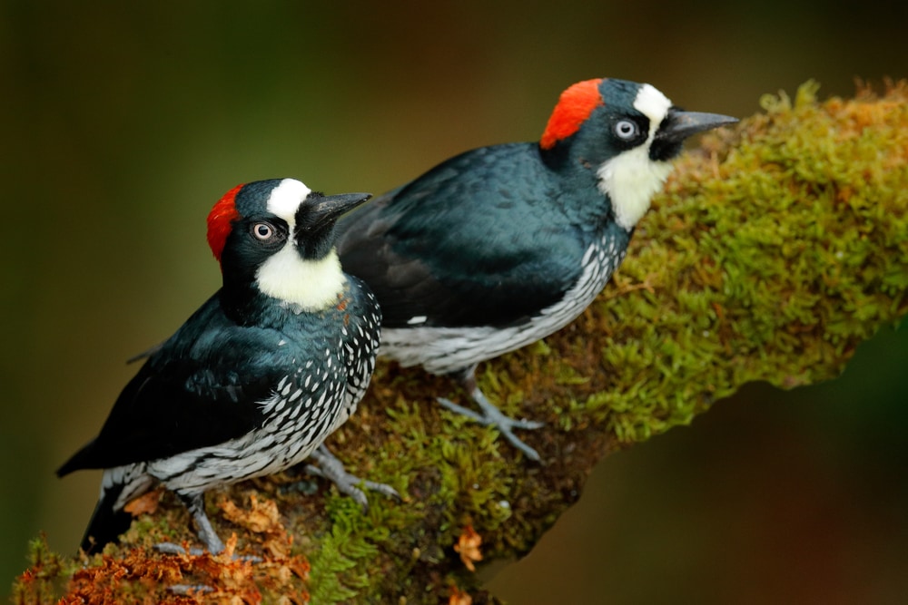 Acorn Woodpecker in Arizona standing on a wood full of moss