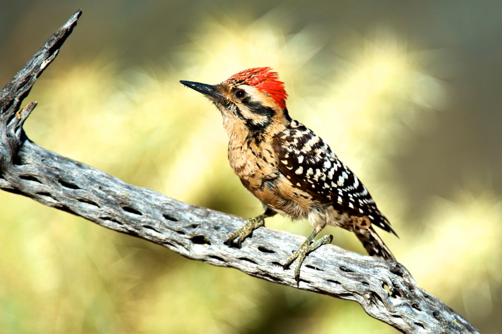 Arizona Woodpecker in Arizona standing on a thin branch of tree