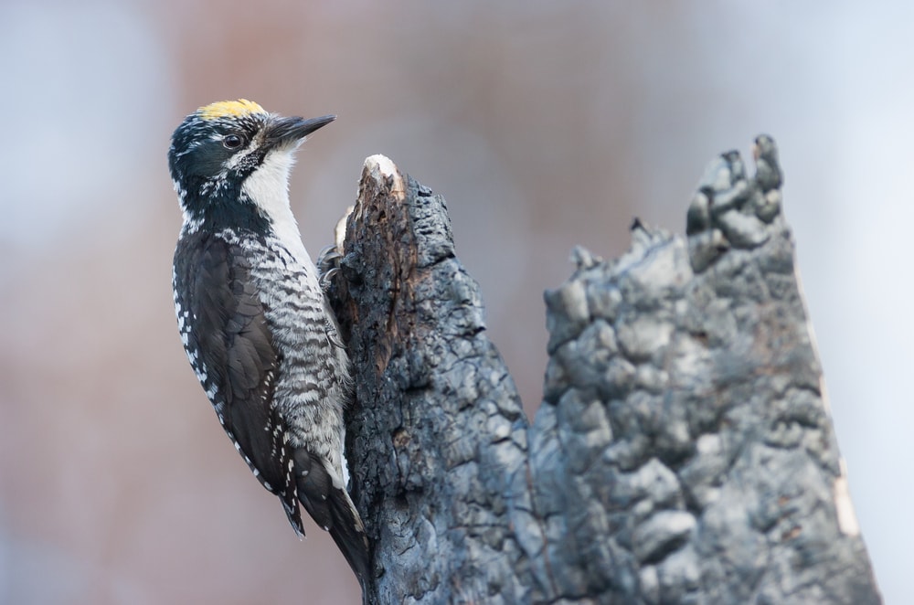 American Three-Toed Woodpecker in Arizona holding on a burned tree