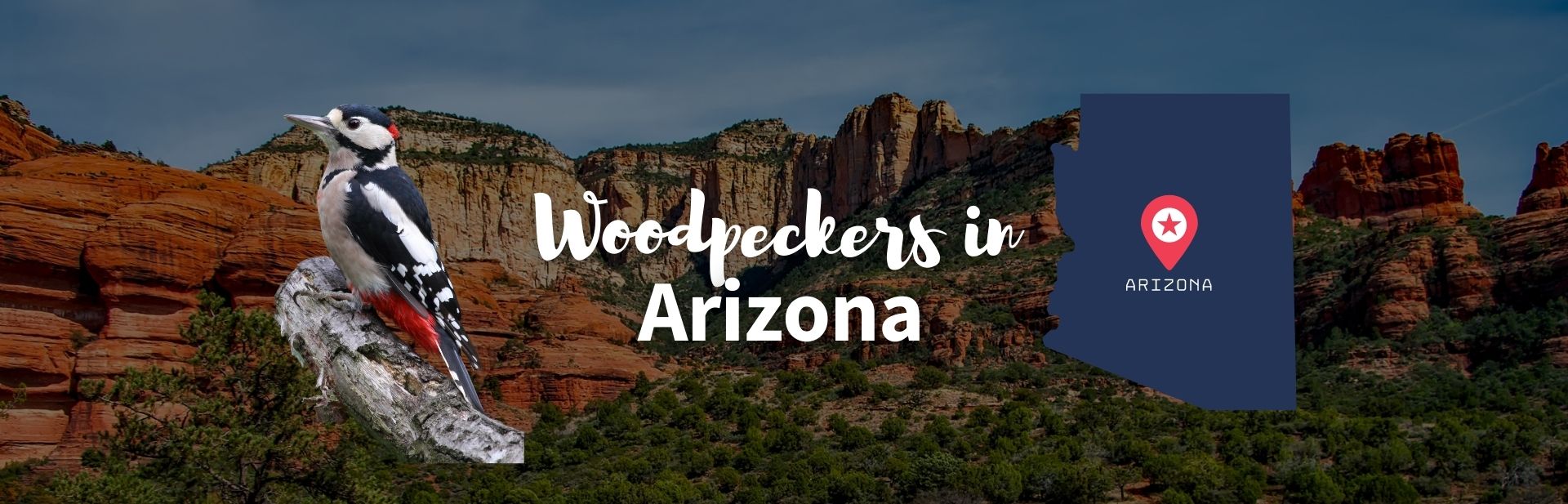 Woodpeckers in arizona featured image