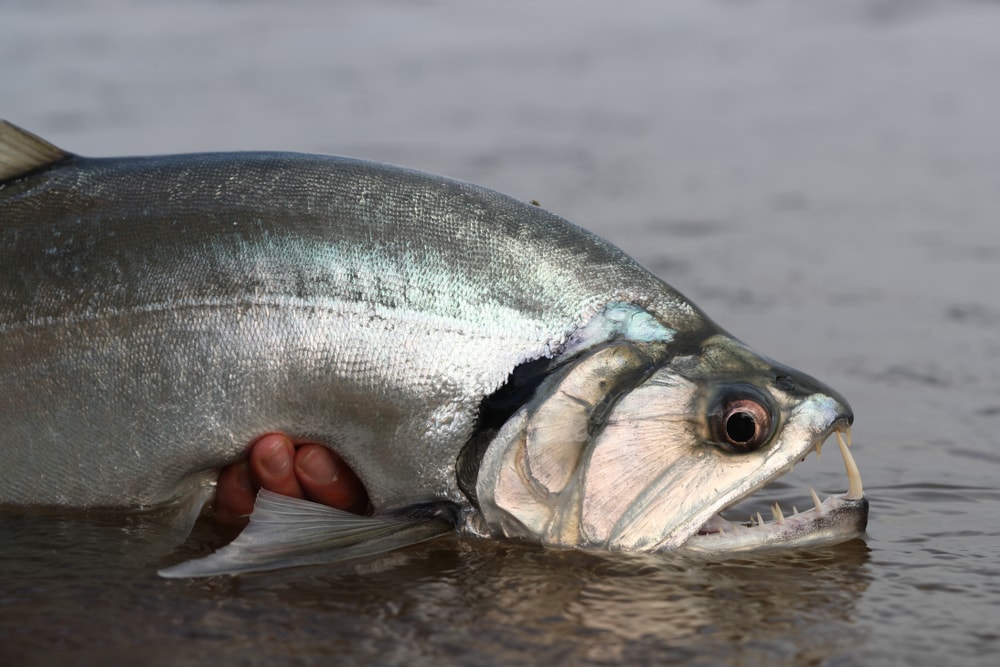 holding a Payara Vampire fish out of the water in Orinoco River Colombia