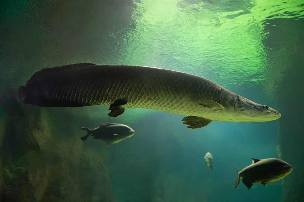 Pirarucu Arapaima gigas,  one of the amazon rainforest animals, in the aquarium behind glass.