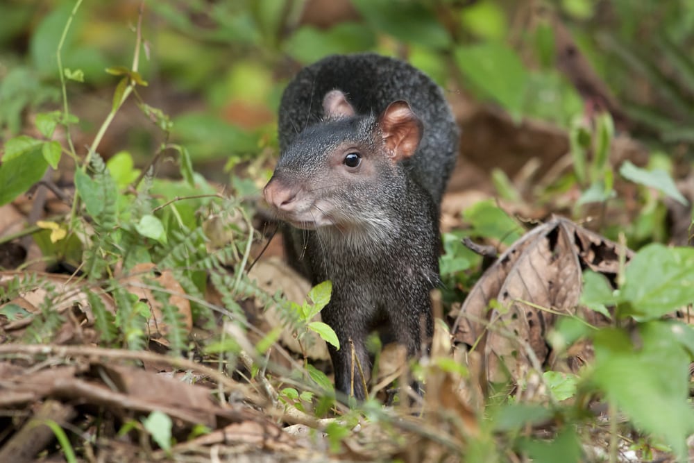 A Black Agouti (Dasyprocta fuliginosa) found roaming the forest floor of the Amazon Jungle