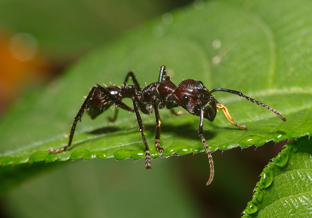 Bullet ant in the Jungle of amazonas river
