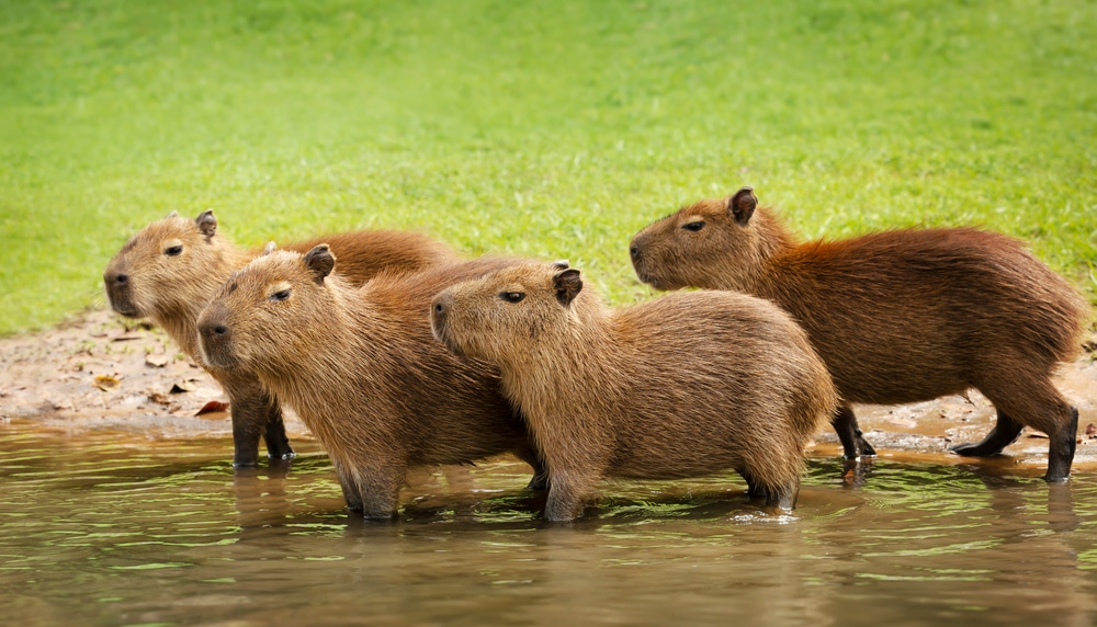  a group of young capybaras going on the river in Pantanal brazil