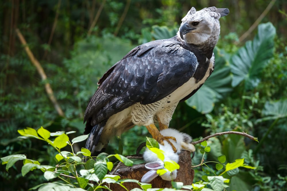 image of a harpy eagle on a tree stump holding a white bunny in its claws