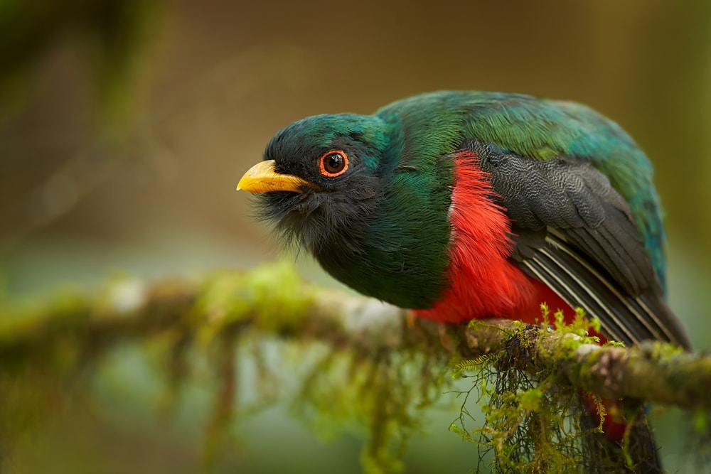 Masked Trogon  (Trogon personatus) in cloud forest of Ecuador perched on a mossy twig.