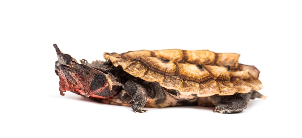 Mata Mata Turtle (Chelus fimbriatus) isolated on a white background