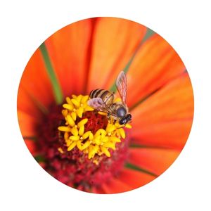 a bee and a flower, the mutualists