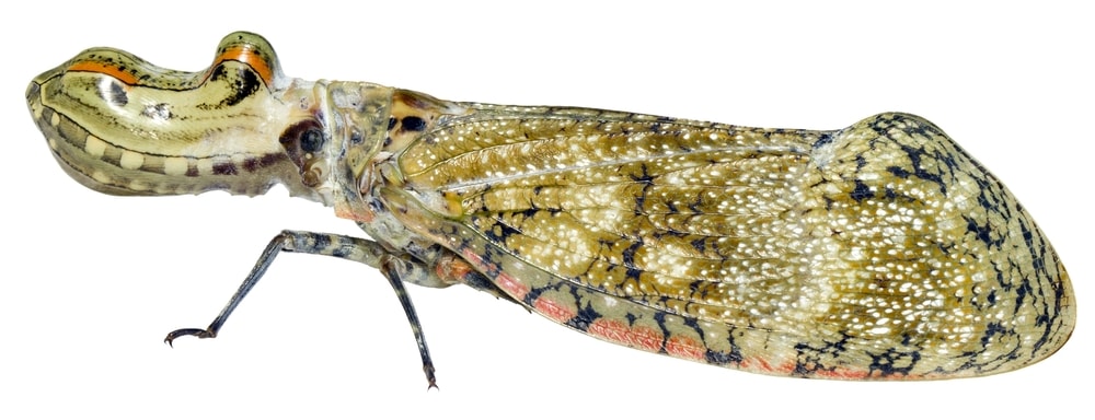 isolated image of a peanut hed bug isolated on a white background