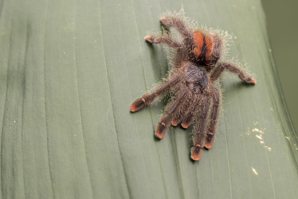 pink toed tarantula sitting on a leaf in the jungle