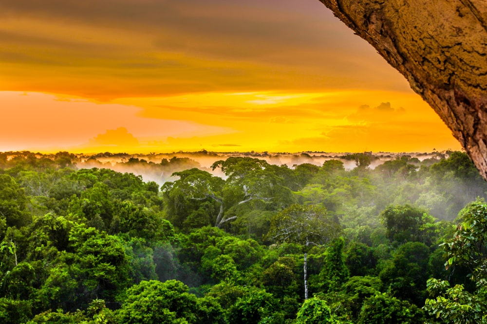 sunset over the trees in the brazilian rainforest of Amazonas