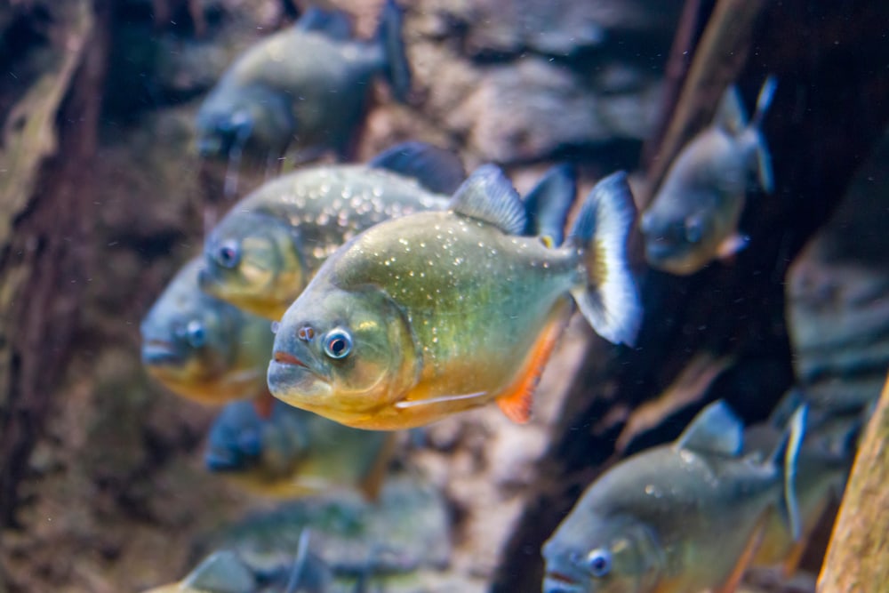 The red-bellied piranha (Pygocentrus nattereri) hunting for food