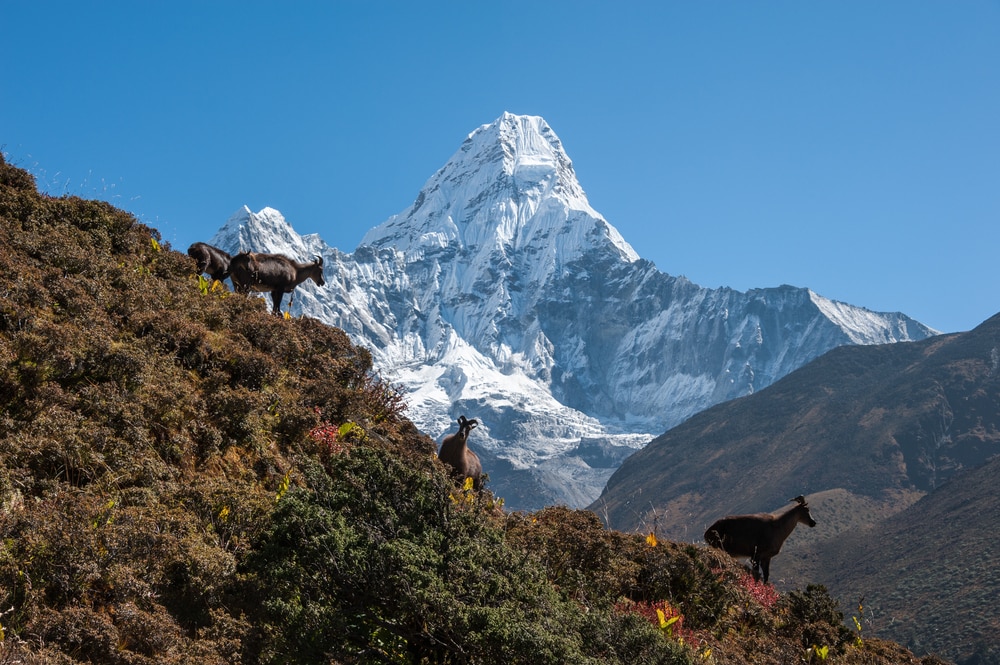 Group of Himalayan Tahr with Ama Dablam peak in background, Nepal