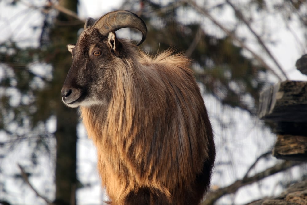 close up of a Himalayan Tahr in a snowy mountain