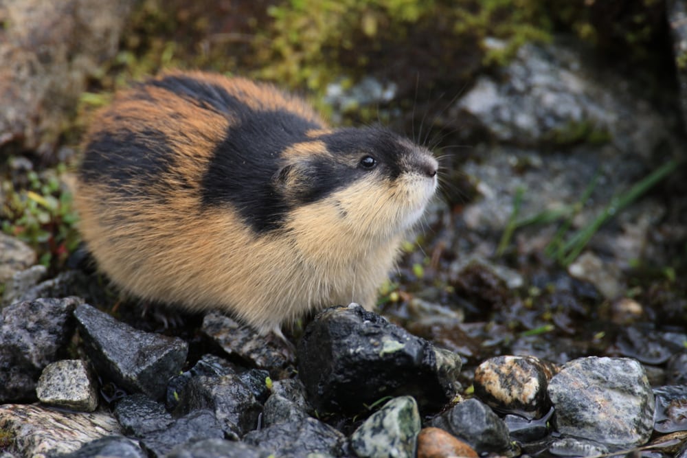 lemming sitting on top of rocks in Norway