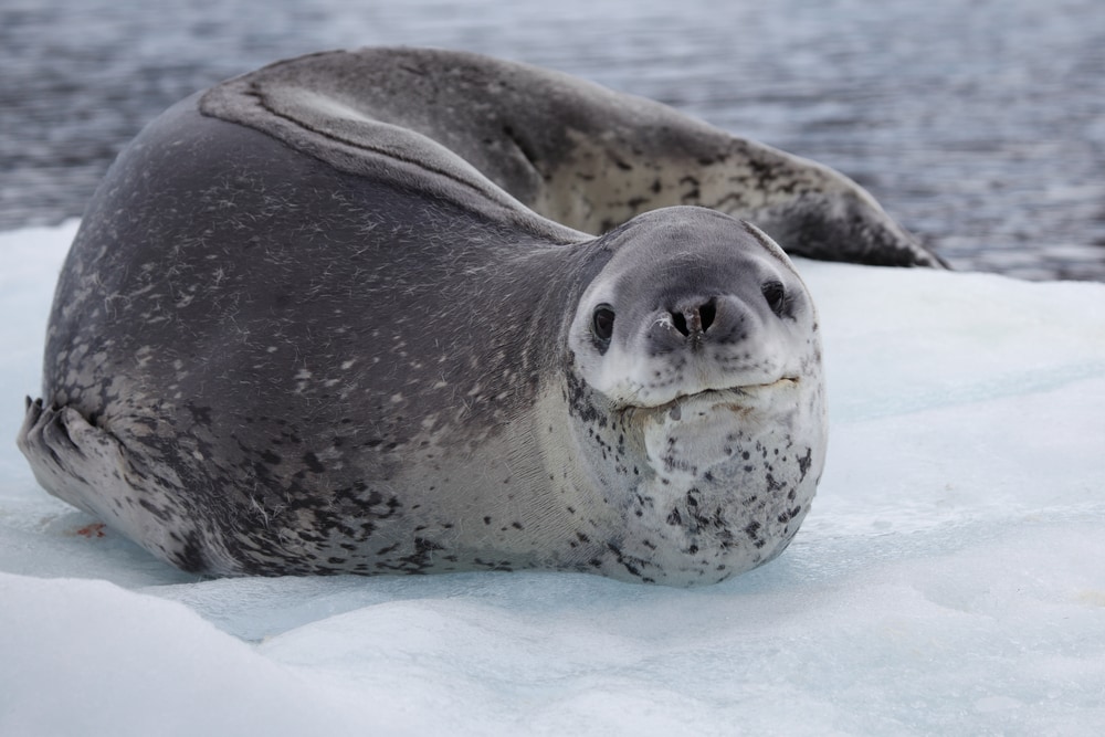 Leopard seal on ice floe, Antarctica