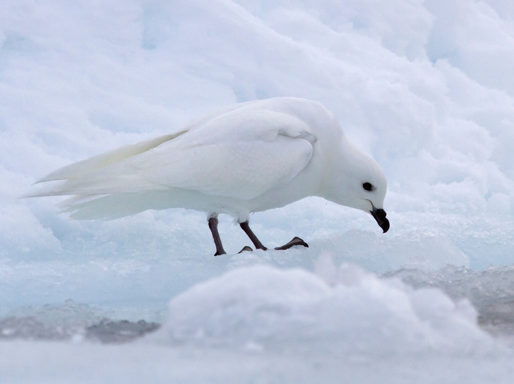 snow petrel sitting on an ice floor