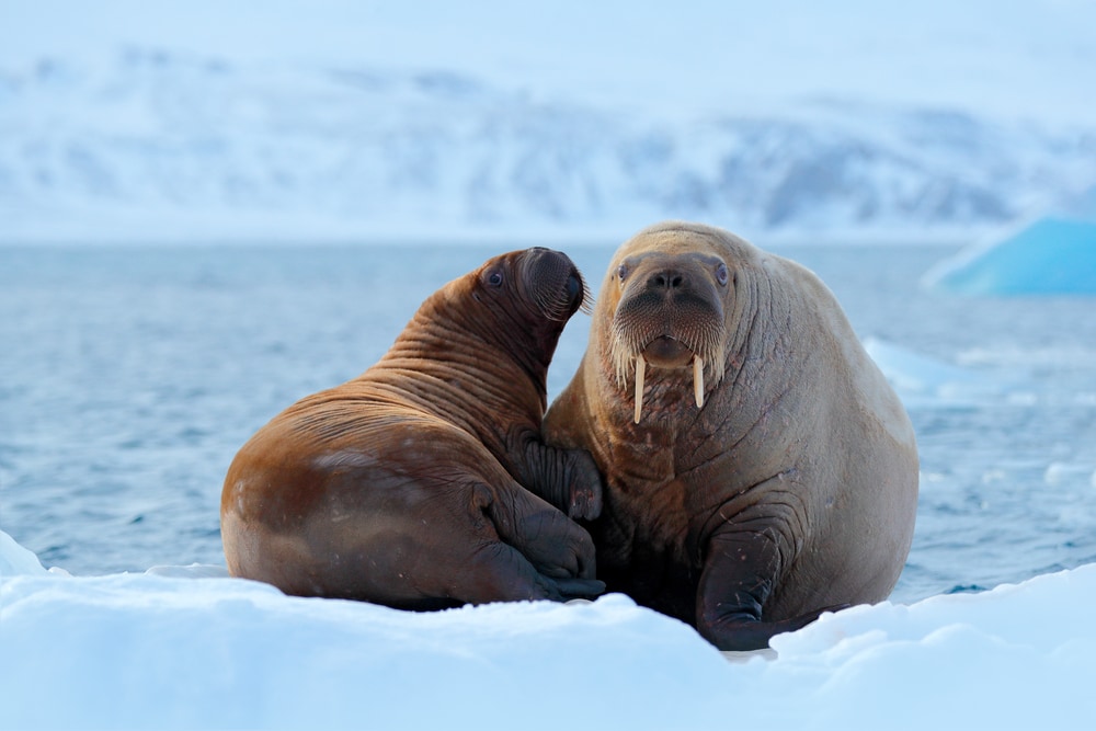family of walrus sitting on top of ice floor