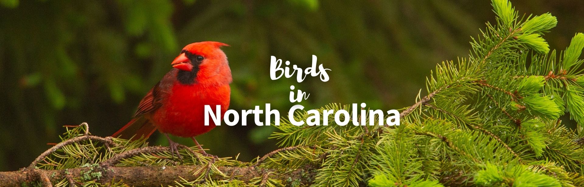 birds in North Carolina featured image