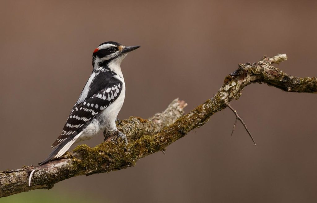 a close up of hairy woodpecker perched on a tree branch