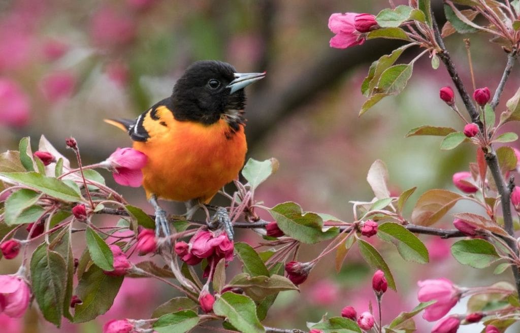 a Baltimore oriole perched on a branch of a pink flowering tree